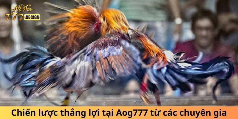 Chiến lược thắng lợi tại Aog77 từ các chuyên gia