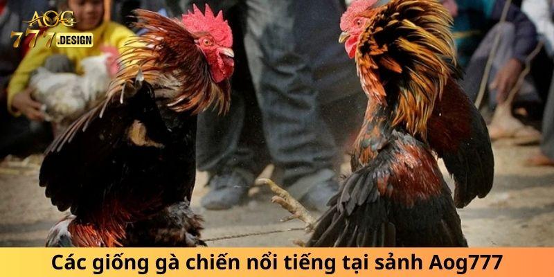 Các giống gà chiến nổi tiếng tại sảnh chọi kê Oag777