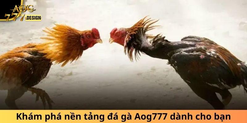 Khám phá nền tảng đá gà Aog777 dành cho bạn