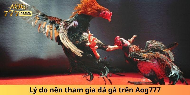 Lý do nên tham gia đá gà tại đây